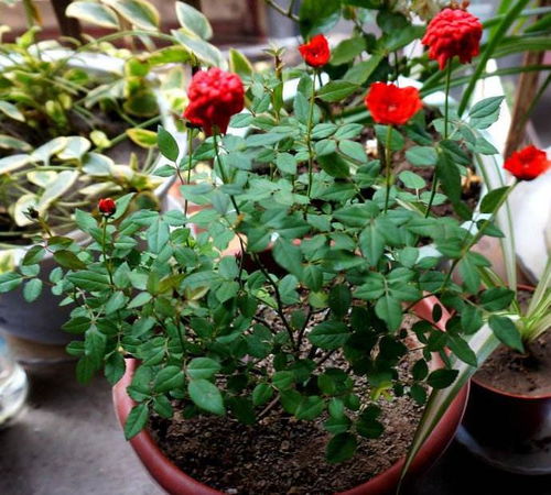 4. 分株繁殖：直接从母株分离