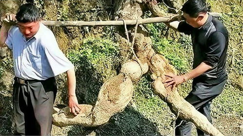 富贵树根腐烂怎么办？如何挽救这棵树的生命