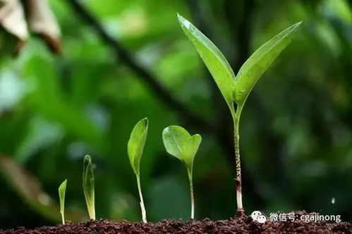 乙草胺， 你的活性真高