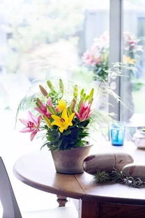 爬墙花卉种什么好？美化环境吸引蝴蝶蜜蜂的秘密