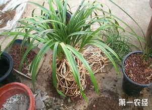 冬天兰花换盆怎么浇水？换盆后多久浇透水合适