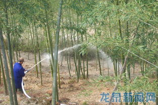 生命家园：生态林的生物多样性守护者