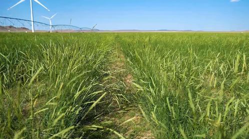 救命术：三招让你草种活过来