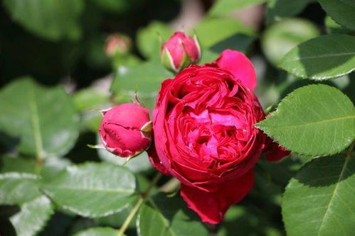 还有，修剪要讲究方法