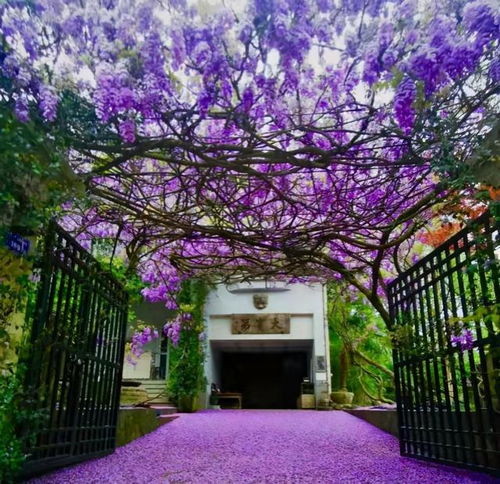 紫藤花在庭院中的风采