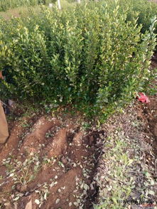 冠幅大小，决定种植密度