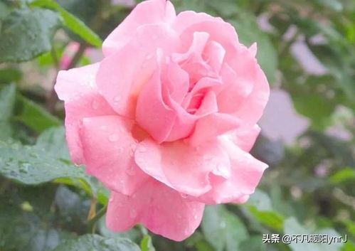 月季养护，从修剪开始