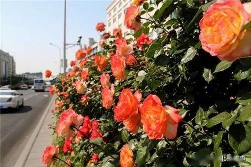 月季文化节开幕在即，精彩活动抢先堪！