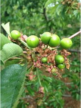 病虫害的危害与防治的重要性