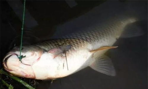 草鱼易钓，掌握技巧快速上鱼