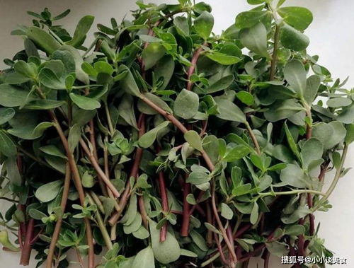 马齿苋怎么做最营养健康？