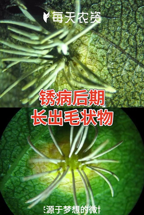 铲除梨园四周的松柏类树木