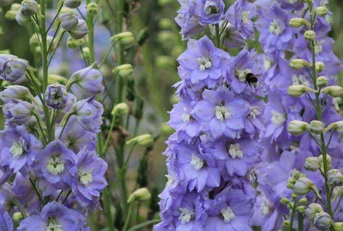 山上种花，美丽又实用