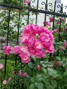 藤月选种攻略：经典品种大揭秘