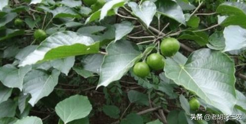 真实案例：十年树比三年树多收8600斤桐籽