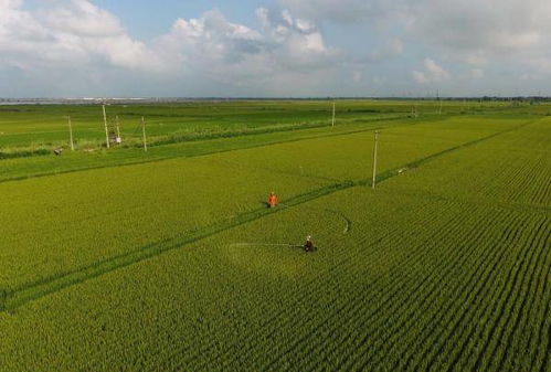 一亩稻田的农药使用真相：打多少农药才有效？