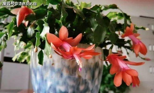 10月份换盆蟹爪兰合适吗？这个时间段对蟹爪兰换盆有影响吗