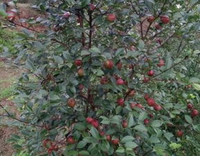 油茶种子在干旱土地播种的生存挑战