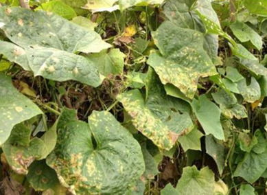 丝瓜灰霉病的典型症状