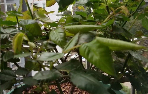 叶子卷曲的疑云