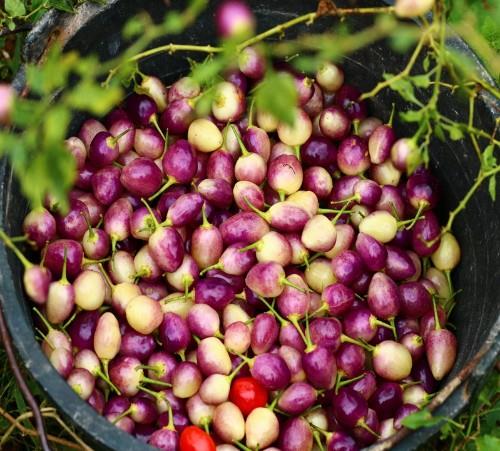 七彩椒的种植，你了解多少？