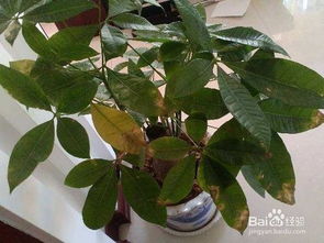 发财树叶子发黄的原因揭秘