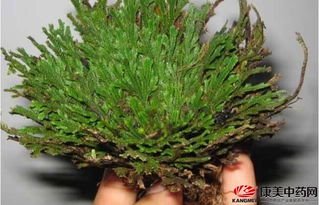 铁树介壳虫杀虫剂如何有效防治铁树上的介壳虫，避免对植物造成伤害？