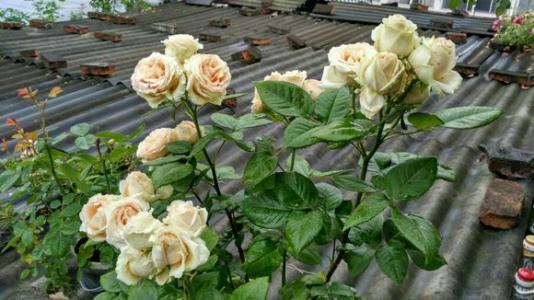 扬基歌月季，花儿开得美美哒！