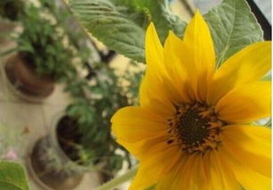 向日葵种在花盆里生长效果如何？适合在花盆中种植吗