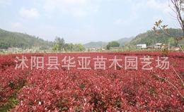 红叶石楠球的价格，你了解多少？