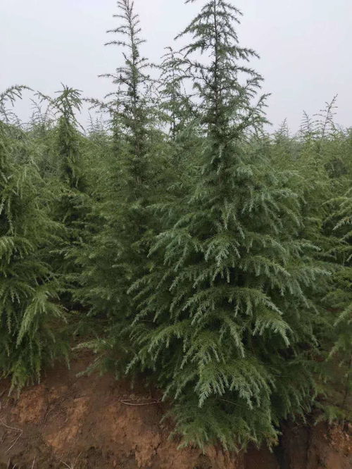 二、十公分的小松树，价格又是多少呢？