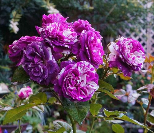 第五步：施肥与恢复