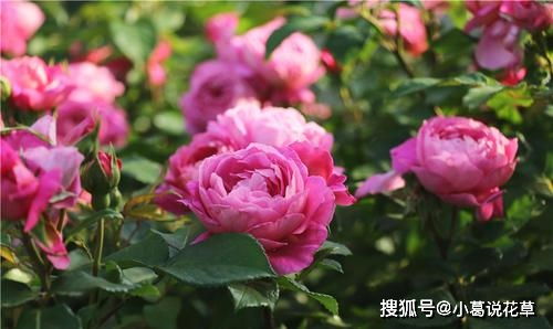 月季生长必须通风，这是为什么呢