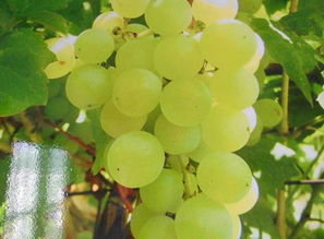 混配是关键， 但要注意配伍禁忌