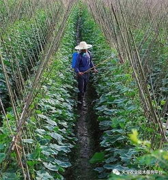 不同地方的除草剂价格