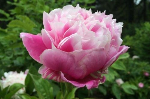 芍药花种子种植，了解选种、播种、管理要点