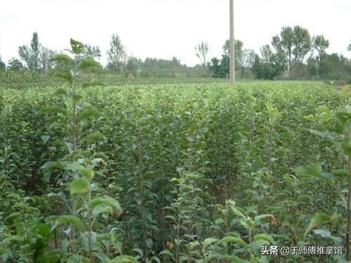 购买果树苗，签订保真合同的重要性