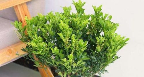 米兰花怎么养才能开花？光照和水分是关键吗