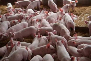 挑选仔猪，掌握10招