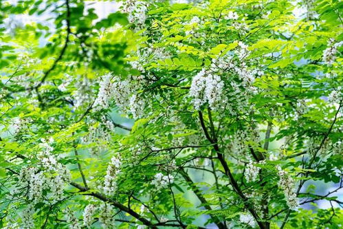 先说说这榆树吧， 4公分的小家伙