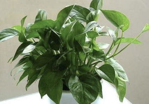 施肥要适量，不要过量