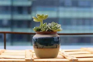 植物花卉肉肉怎么养？肉肉植物需要怎样的光照和水分
