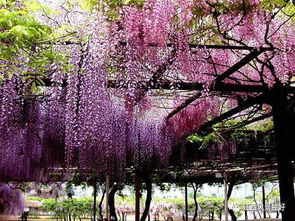 种植紫藤：耐心与细心的艺术
