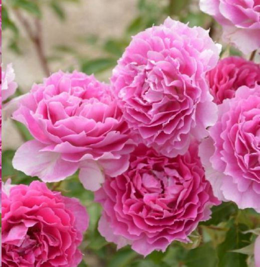 天方夜谭月季，300天花期，如何养？秘诀在这里！