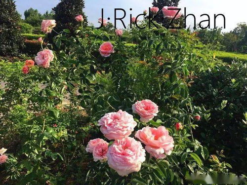 适合种植地点：成者阝地区