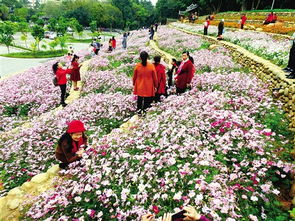 南宁花卉宝库，市花市树揭秘！