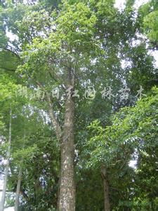 金丝楠木种植条件有哪些？如何让新手轻松入门