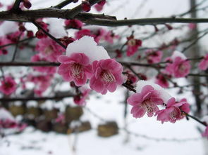 梅花象征坚韧与纯洁，历经风雪仍傲然绽放