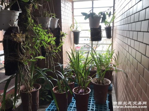 爬藤月季：浪漫开花植物，每年修剪一次