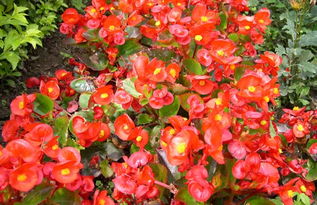 四季海棠播种视频里的种子处理与播种步骤详解